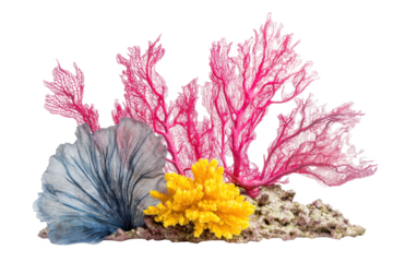 Colorful coral arrangement with yellow and pink sea fans on transparent background