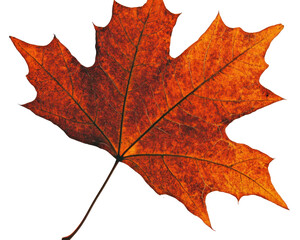 Vibrant Autumn Maple Leaf in Rich Orange Hues Against a Transparent Background