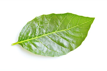 Obraz premium Fresh green leaf with smooth texture and prominent veins, showcasing nature beauty and vitality