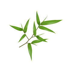 Fototapeta premium Illustration of a bamboo branch with lush green leaves. Realistic style on a white background. Ideal for nature themes and ecofriendly designs.