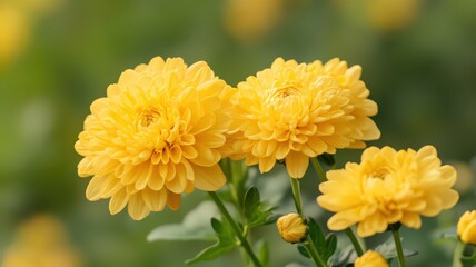 Vibrant Yellow Chrysanthemum Flowers Blooming Beautifully in an Outdoor Garden Setting