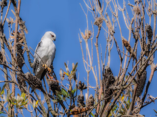Black Shouldered Kite Looking Down