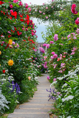 神戸市の六甲アイランドのバラ園　5月に撮影