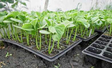 Organic seedlings grown in tray, selective focus.