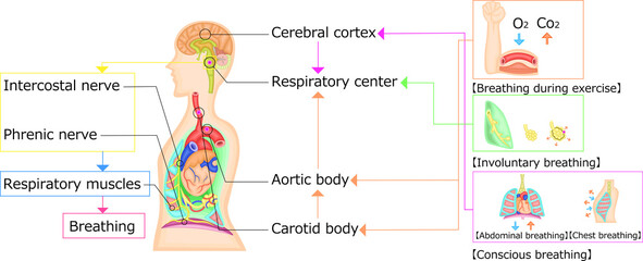 呼吸運動　調節　イラスト　英語