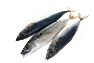 The fish on a white background