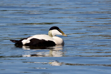 Fototapeta premium Eider
