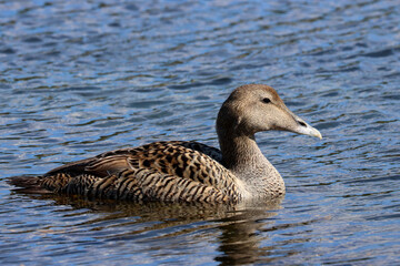 Eider