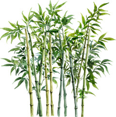 Obraz premium bamboo tree watercolor illustration art drawing 