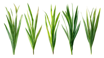 Obraz premium Vibrant Green Grass Blades Isolated on Transparent Background, PNG