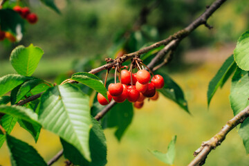 Ripe Red Cherries on Tree Branch in Sunlight