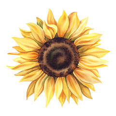Sunflower on an isolated background. Hand-painted watercolor illustration of autumn flowers. Botanical flower painting in rustic style. A clipart for invitations and postcards.