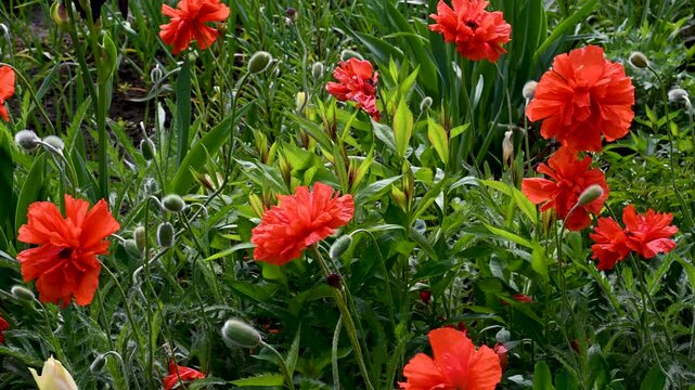 red and orange flowers in the garden