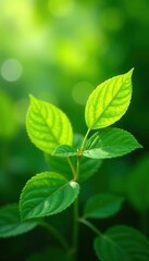 Emerald green leaves, sunlight dappled, vibrant hues , natural, new growth