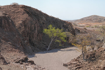einsamer Baum im Schatten eines Felsens und Sand