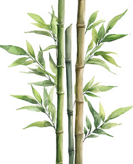Fototapeta premium bamboo tree watercolor illustration art drawing 