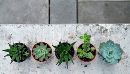 Showcasing potted succulents urban garden photography indoor top-down view botanical aesthetics