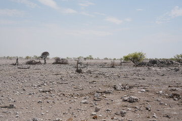 Karge Landschaft mit Steppe und Bäumen in Etosha
