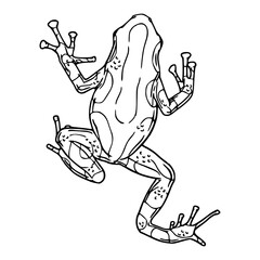 poison dart frog outline illustration