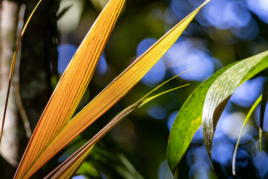 Golden Palm Leaf in Tropical Sunlight