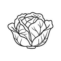 Cabbage Outline Illustration
