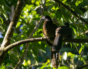 Two Plain Chachalacas Perched in a Sunny Tree