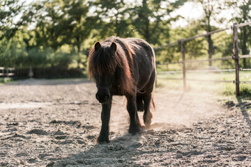 little shetland pony horse in paddock paradise