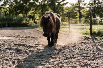 little shetland pony horse in paddock paradise