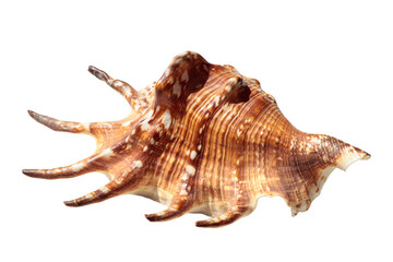 Lambis truncata, spider conch, seashell isolated on a transparent background