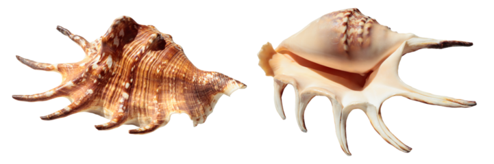 Lambis truncata, spider conch, seashell isolated on a transparent background