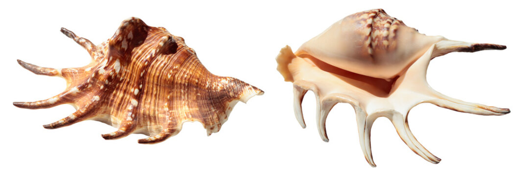 Lambis truncata, spider conch, seashell isolated on a transparent background