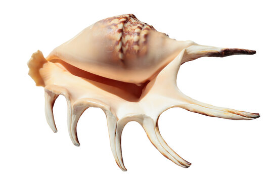 Lambis truncata, spider conch, seashell isolated on a transparent background