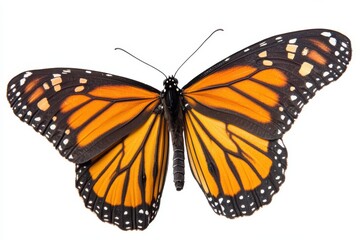 Fototapeta premium Monarch butterfly isolated on white background for educational purposes.