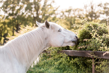 horse eating natural plant pony equine 