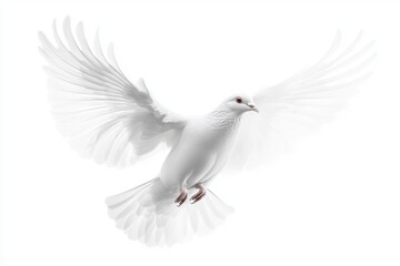 Fototapeta premium Flying white dove isolated on white background for peace and freedom concepts.