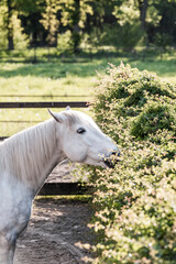 Obraz premium horse eating natural plant pony equine 