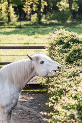 Fototapeta premium horse eating natural plant pony equine 