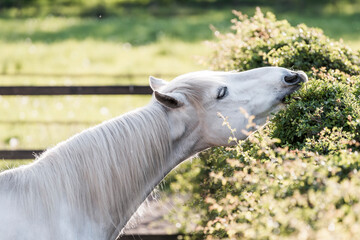 Fototapeta premium horse eating natural plant pony equine 