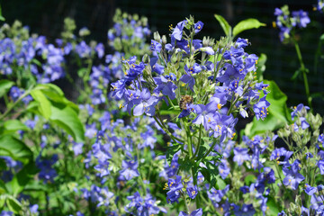 Blue Pearl, Jacob's Ladder flowers with honey bee. Beautiful pollinator-friendly flowers Polemonium caeruleum, Jacob's-ladder, Greek valerian, a medicinal herb, blooming in spring.
