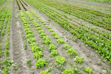 Photo of an organic vegetable farm.