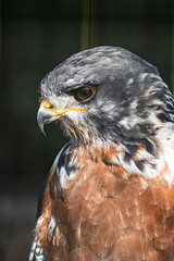 Close-up of a fierce-looking raptor with striking brown, white, and grey plumage. The sharp hooked beak, intense amber eye, and detailed feather texture convey the power and precision of this bird of 