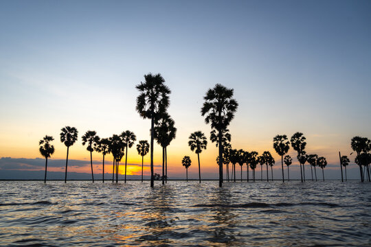 Borassus palms at sunset on Lake Tempe, Sulawesi, Indonesia