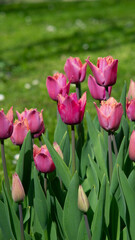 Pink-purple Tulipa 'Louvre' tulips in full bloom. Dutch tulip cultivation, botanical postcard, garden flowers, new tulip varieties. Tulipa hybrid.
