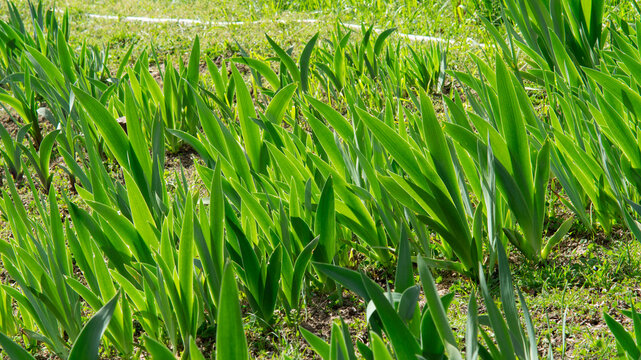 Iris germanica leaves, elegant German bearded iris leaves before blooming. Botanical postcard, garden flowers, iris breeding and cultivation, vibrant foliage