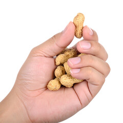 Hand holding small light brown nuts
