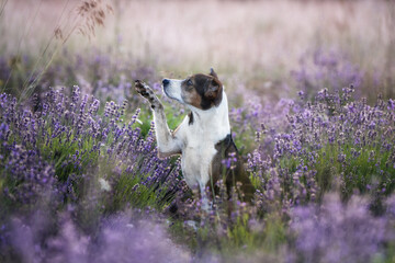 Beautiful dog in lavender field sitting and waving paw