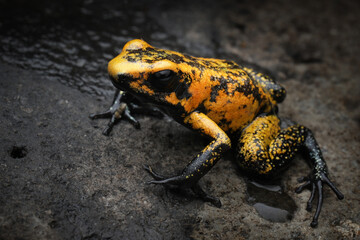 Phyllobates terribilis 