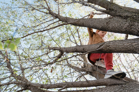 Redheaded child confidently climbs tall tree on a bright spring day