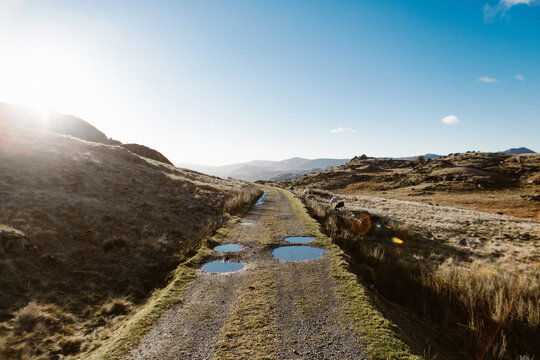Sheep grazing by puddle path, Dow Crag, Coniston, Cumbria