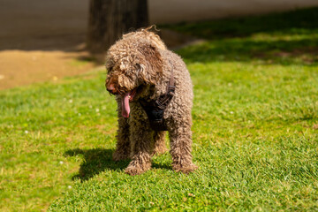 Close-up of Spanish water dog playing in the park